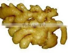Fresh Ginger thumbnail-1