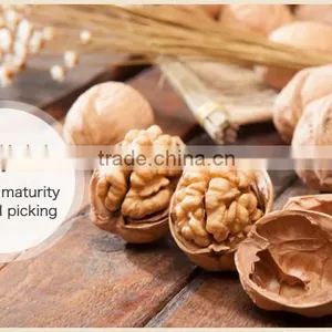 Thin Shell Walnut thumbnail-1