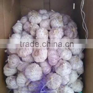 Normal White Fresh Garlic With Carton Mesh Bag thumbnail-2