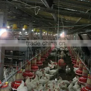 Goldenest Automatic Egg Collection System Chicken Nesting Boxes Factory Price JCJ15-A02 thumbnail-5
