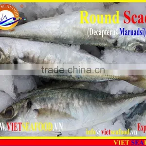 FROZEN MARUADSI WHOLE ROUND (ROUND SCAD) thumbnail-1