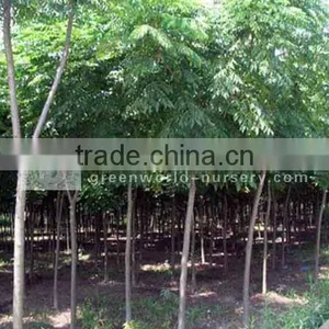 Koelreuteria Paniculata Cold Hardy Flower Tree thumbnail-1