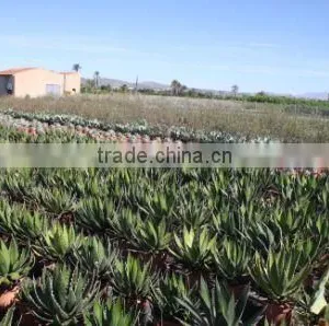 Agave Horrida V. "Perotensis Limon" in 8 Liters Pot thumbnail-4