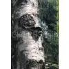 Chaga Mushroom Extract 25% thumbnail-1