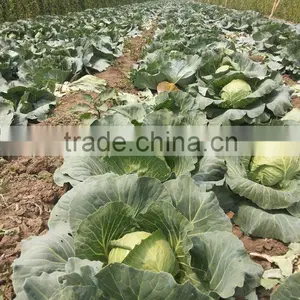 2015 Fresh Tomato Bulk Tomato for Sale thumbnail-4