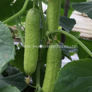 Good Quality High Yield Hybrid F1 Green Cucumber Seeds for Sale thumbnail-1
