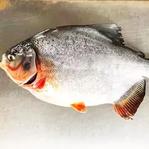 Seafood Wholesale Frozen Fish Red Pomfret thumbnail-2