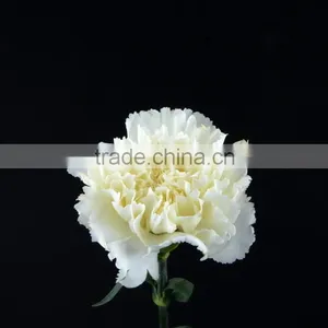 Wide Variety Snow White White Carnation for Sale thumbnail-2
