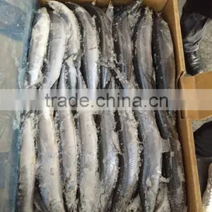 1# 120-140G Frozen Pacific Saury From China thumbnail-5
