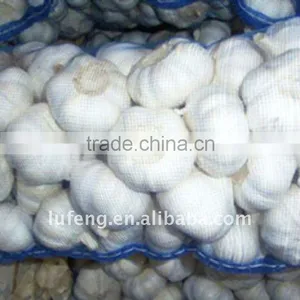 Crop 2011 Fresh Garlic thumbnail-1