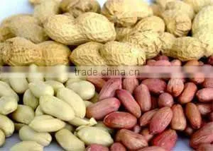 Raw Peanuts in Shell thumbnail-1