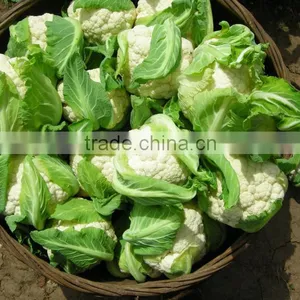 Fresh Cauliflower thumbnail-1