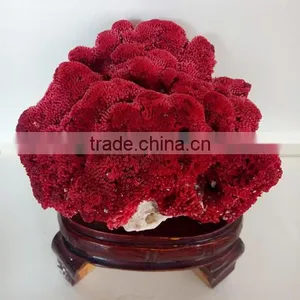 2015 Best Sale Coral Fossil for Home Decoration thumbnail-3