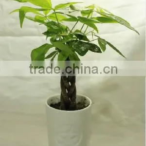 Five Braided Pachira Macrocarpa Aquatica Bonsai Money Tree Plant Indoor Ornamental Decorative Potted Plants Nursery Pachira thumbnail-1