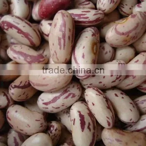 Light Speckled Kidney Bean Round Shape thumbnail-1