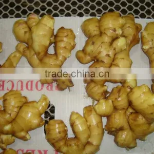 Lord Ginger-air Dry Crop 2012 thumbnail-1