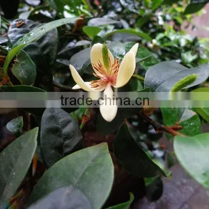Michelia Figo Seedling thumbnail-6