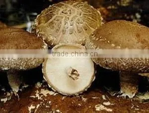 Fresh Shiitake Mushroom /high Quality Xianggu for Sale thumbnail-6
