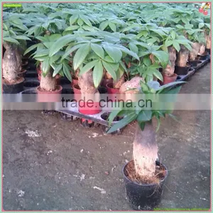 Pachira Macrocarpa(Money Tree) thumbnail-1