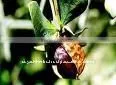 Jojoba Golden Oil (Simmondsia Chinenis) thumbnail-1