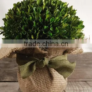 Preserved Boxwood Bundle thumbnail-4