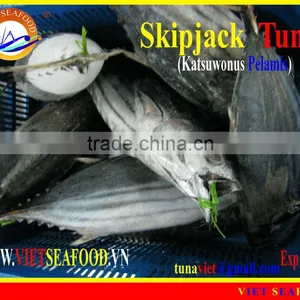 FROZEN SKIPJACK TUNA WHOLE ROUND thumbnail-1
