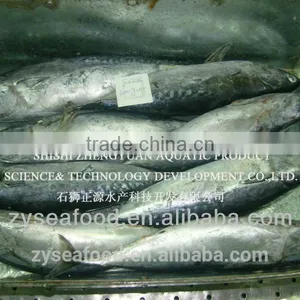Zhengyuan Seafood Sea Frozen Skipjack Tuna thumbnail-1