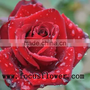 Wholesale Kunming Flower Exporter Ecuador Rose Carola in Good Quality thumbnail-3