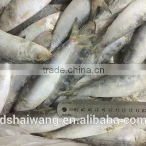Land Frozen Whole Sardine From China thumbnail-3