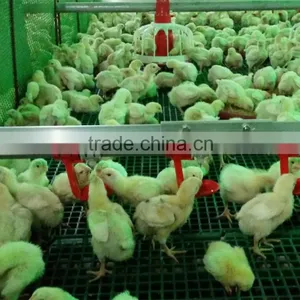 Light Steel Prefab Farm House for Chicken thumbnail-1
