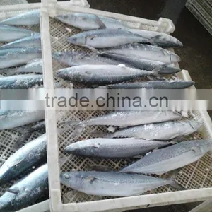 Spanish Mackerel Price thumbnail-1