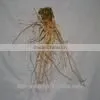 2015 Manufacturer Pure Natural High Qulity Suma Extract, Pfaffia Paniculata Extract, Brazilian Ginseng Extract thumbnail-3