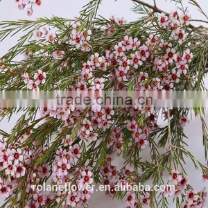 Valentine's Day Wholesale Fresh Cut Red Wintersweet Flower thumbnail-4
