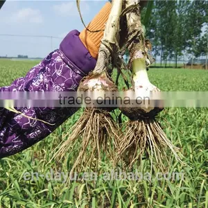Red White Garlic Supplier 2016 thumbnail-1