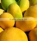 Mango thumbnail-5