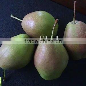 Pear thumbnail-1
