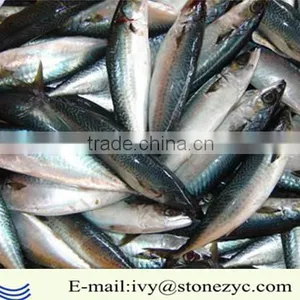 2016 High Quality 300-500g Whole Round Frozen Mackerel for Sale thumbnail-1