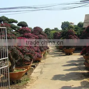Red Flower Loropetalum Chinense for Ornamental Outdoor Landscaping Beautiful Bonsai Plants thumbnail-2