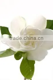 Gardenia/Crochin Extract thumbnail-1