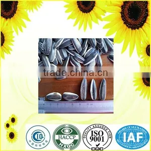 Chinese Sunflower Seeds 5009 Black Sunflower Seeds thumbnail-1