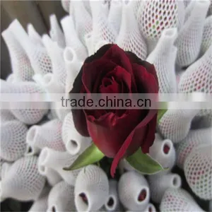 Supply Grade A Fresh Cut Flowers Black Rose thumbnail-2
