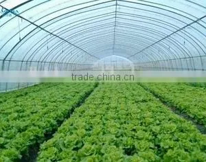 Tunnel Greenhouses With Supporting Systems thumbnail-3