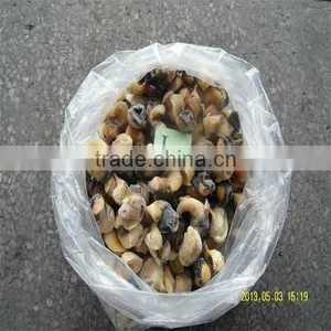 Sea Food and Frozen Large Conch Shells thumbnail-1