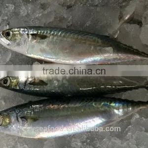 Frozen Japanese Mackerel Fish thumbnail-3
