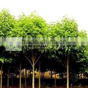 Michelia Chapensis Nursery thumbnail-1