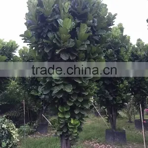 Ficus Lacor thumbnail-3