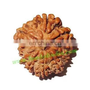 Rare Nepali Rudraksha Beads 10 Mukhi (ten Face), Size: 19x21mm thumbnail-1