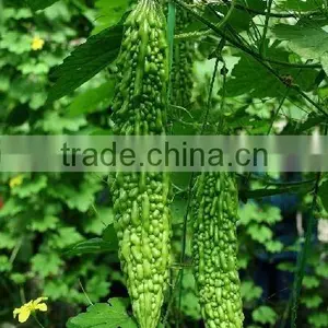 Bitter Melon Extract Powder 10:1 thumbnail-1