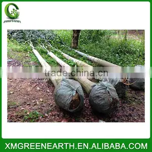 Wodyetia Bifurcata - Foxtail Palm (7) thumbnail-2