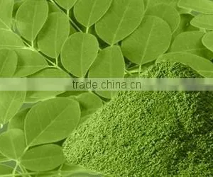 Organic Moringa Leaf Powder Bulk Producers thumbnail-2
